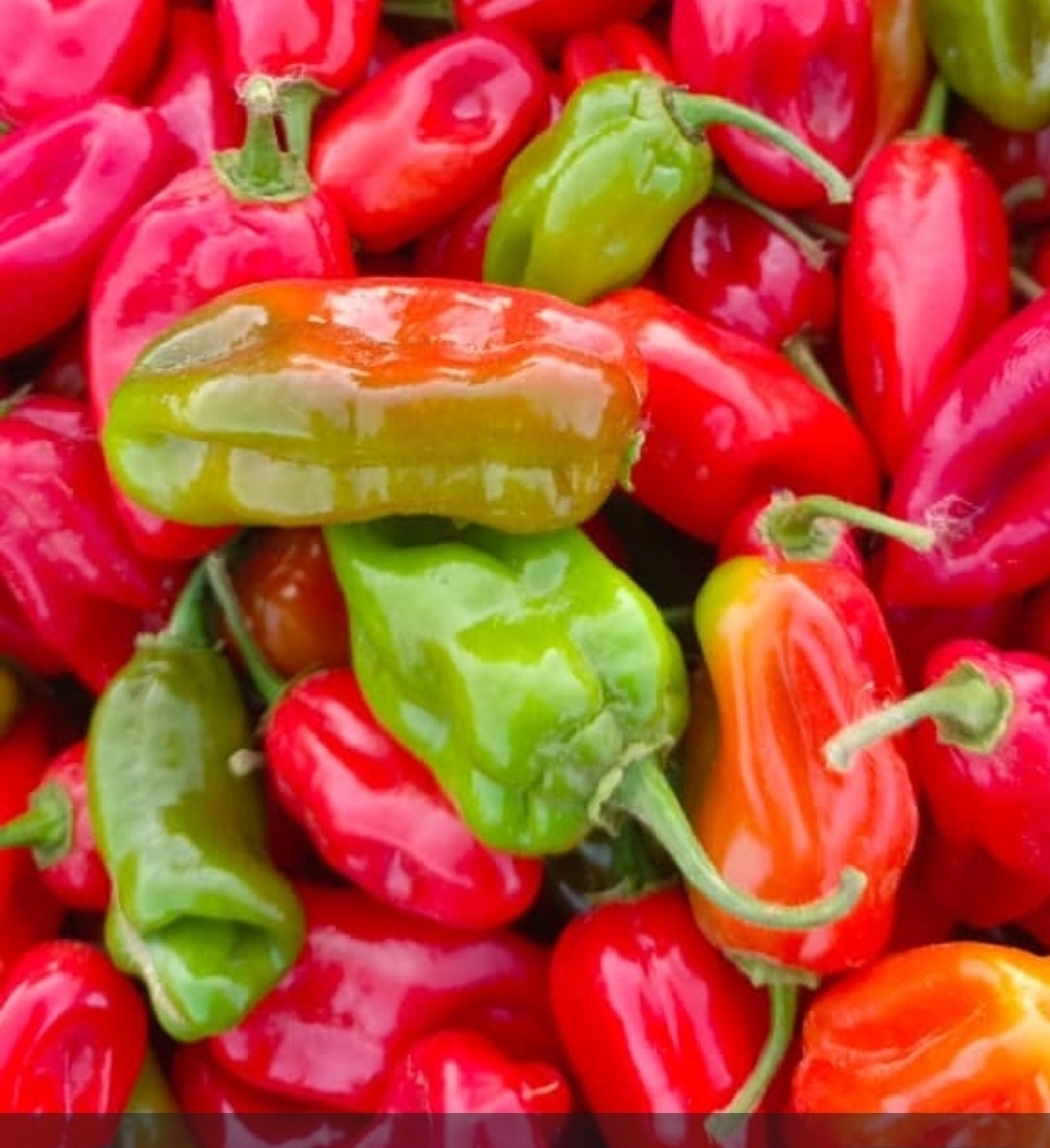 Vente de Piment Tyson -Sac de 100 kg - Origine Sénégal  — photo de l'annonce (Sénégal)