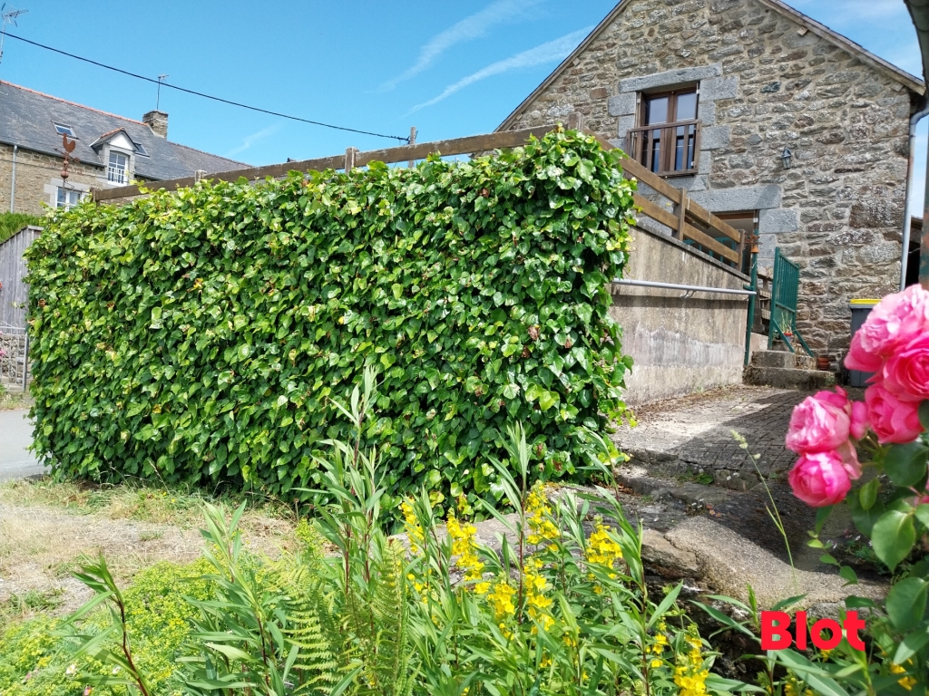 A VENDRE BLOT IMMOBILIER de PLEUDIHEN SUR RANCE - Maison T3- PLEUDIHEN-SUR-RANCE:
