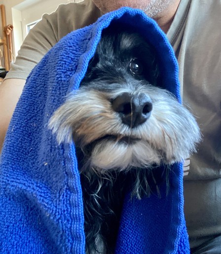 Chico the Maltipoo doing his Obi Wan Kenobi thing