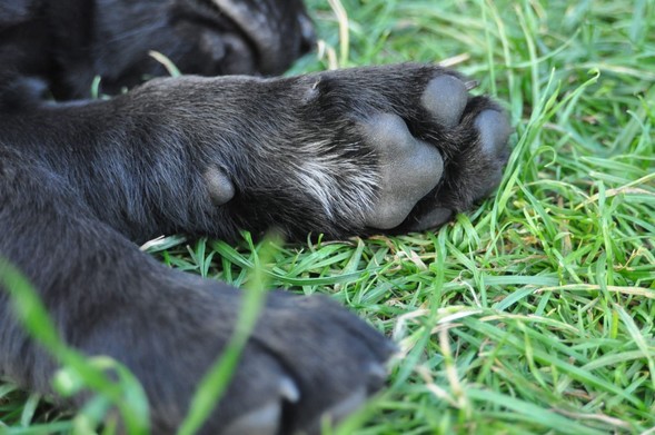 Close-up view of a black lab puppy‘s paws resting on green grass. The have bolo pads.