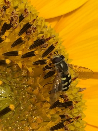Biene beim Nektar holen auf einer Sonnenblume