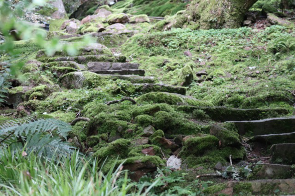 Ein steinige Treppe, die von Moos bedeckt ist.