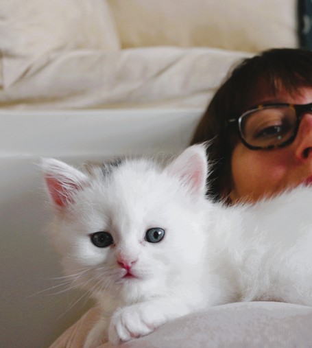 weißes Kätzchen schaut auf der Brust einer Frau liegend in die Kamera, Gesicht der Frau mit Brille im Hintergrund halb zu sehen