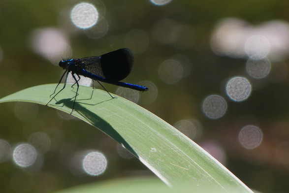 Eine männliche Gebänderte Prachtlibelle sitzt auf einem heruntergebogenen Schwertlilienblatt. Ihr Körper glänzt metallischblau, die filigranen Flügel liegen aneinander und haben einen dunklen Fleck am Flügelende. Die langen Beine haben schwarze stachelige 