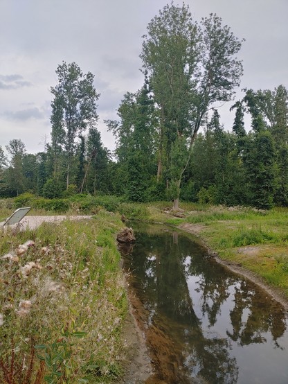 Direkt der Blick auf den Fluss, in dem sich die Bäume und der Himmel spiegeln. Links Distelfluff, rechts ist das Ufer grün bewachsen. 

Thistledown on the left, a very calm river.