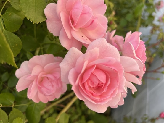 4 Roses in a natural bouquet on a bush, full blossom, light rose on the outer leaves, a nice pink middle. Good vibes only.