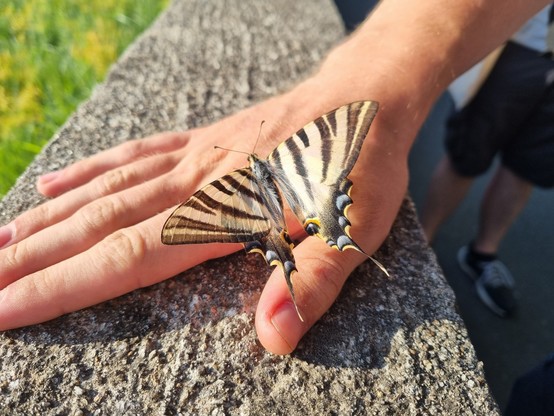 Schmetterling 