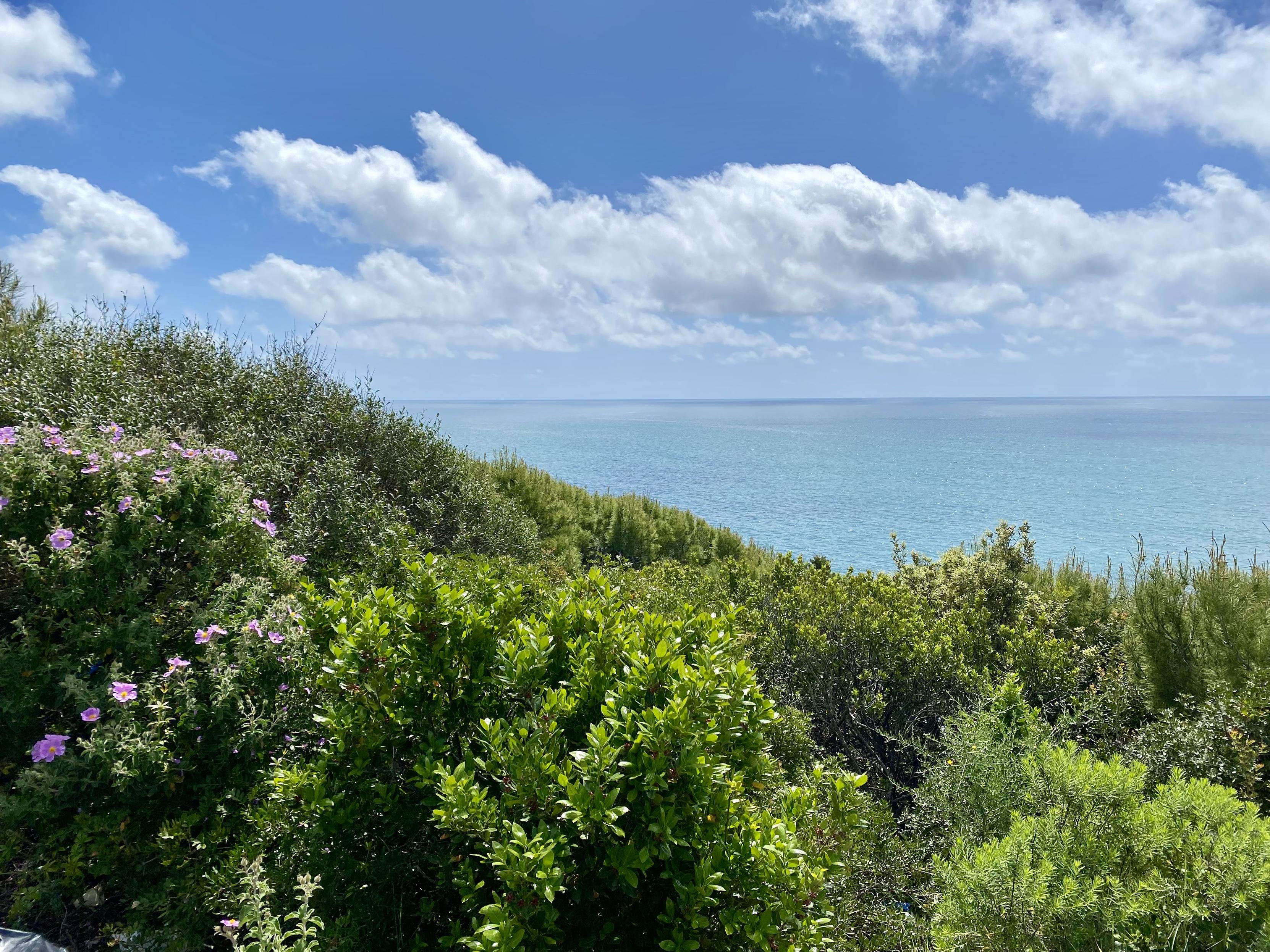 A serene view unfolds where the lush green coastal shrubs meet the endless blue of the ocean. Vibrant bushes dotted with delicate pink flowers brighten the foreground, while soft, white clouds drift lazily across a brilliant blue sky. The calm, sparkling water stretches out to the horizon, inviting a deep breath and a quiet moment of reflection.
