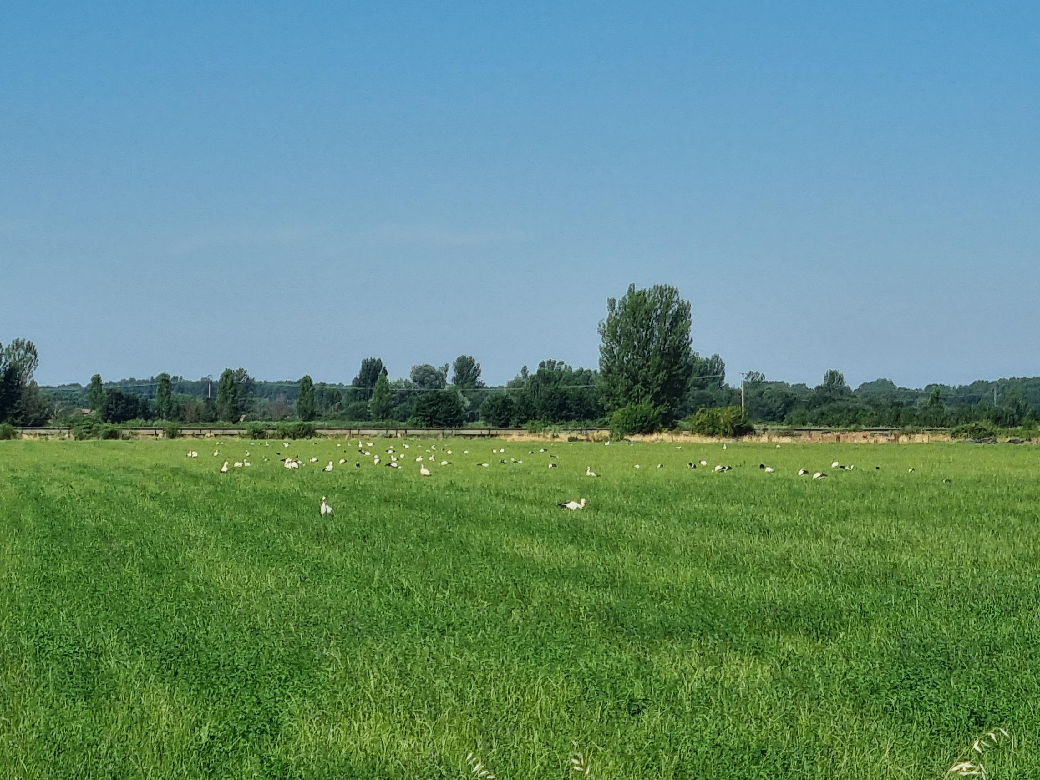 Storchenwiese