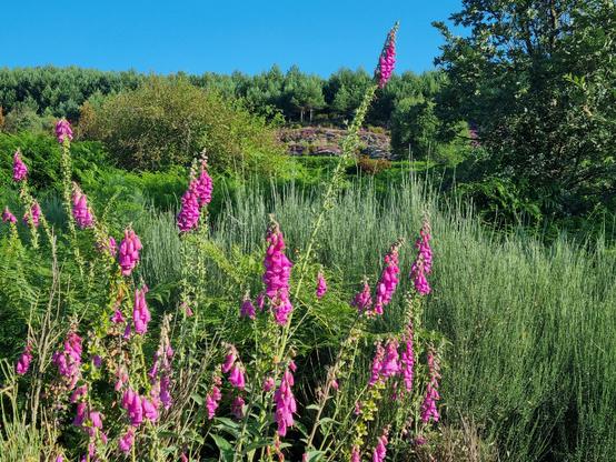 Blumen am Wegesrand