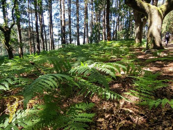 Weg mit Farn im Wald