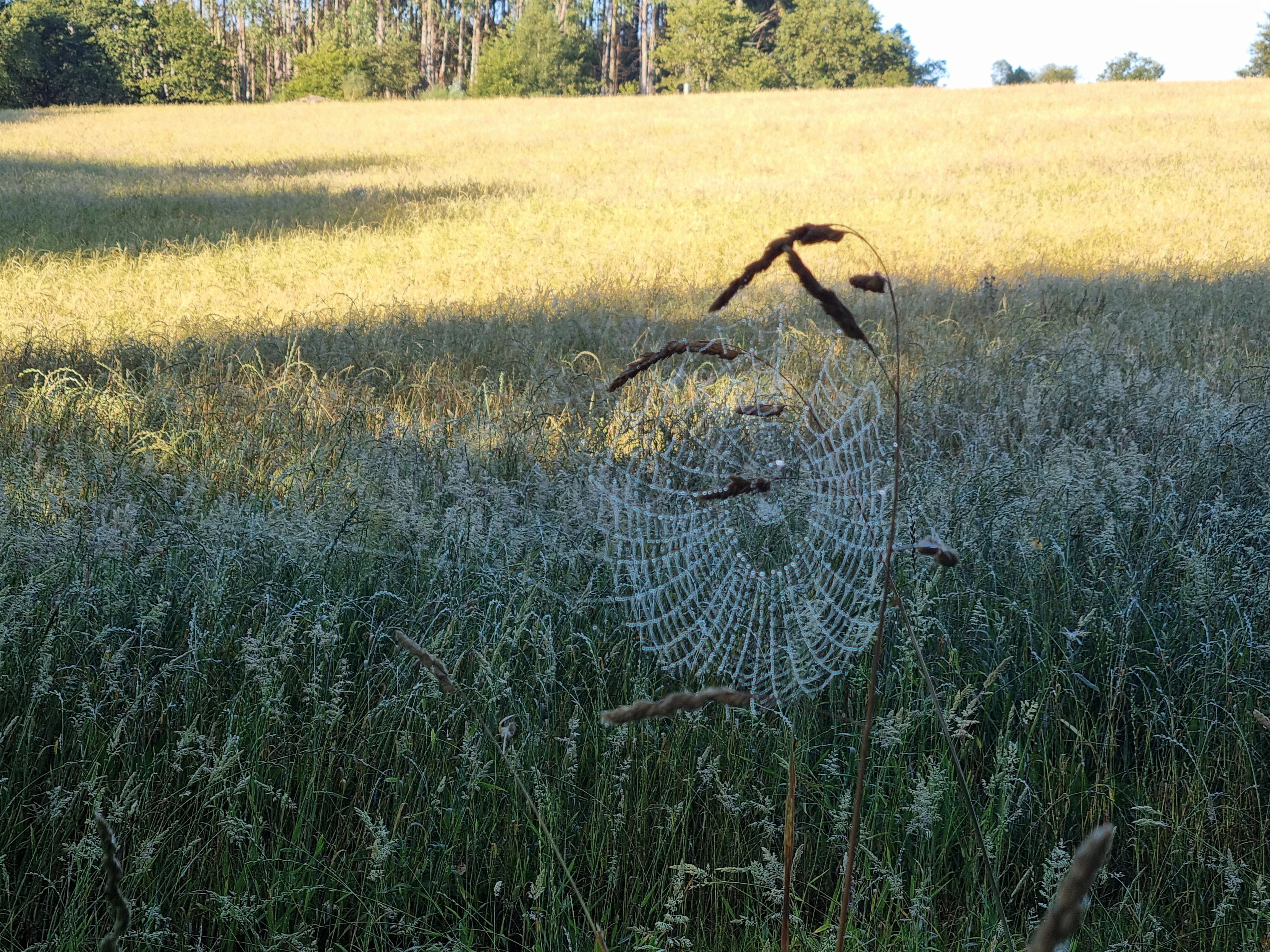 Mit Tropfen benetztes Spinnennetz vor einem Feld