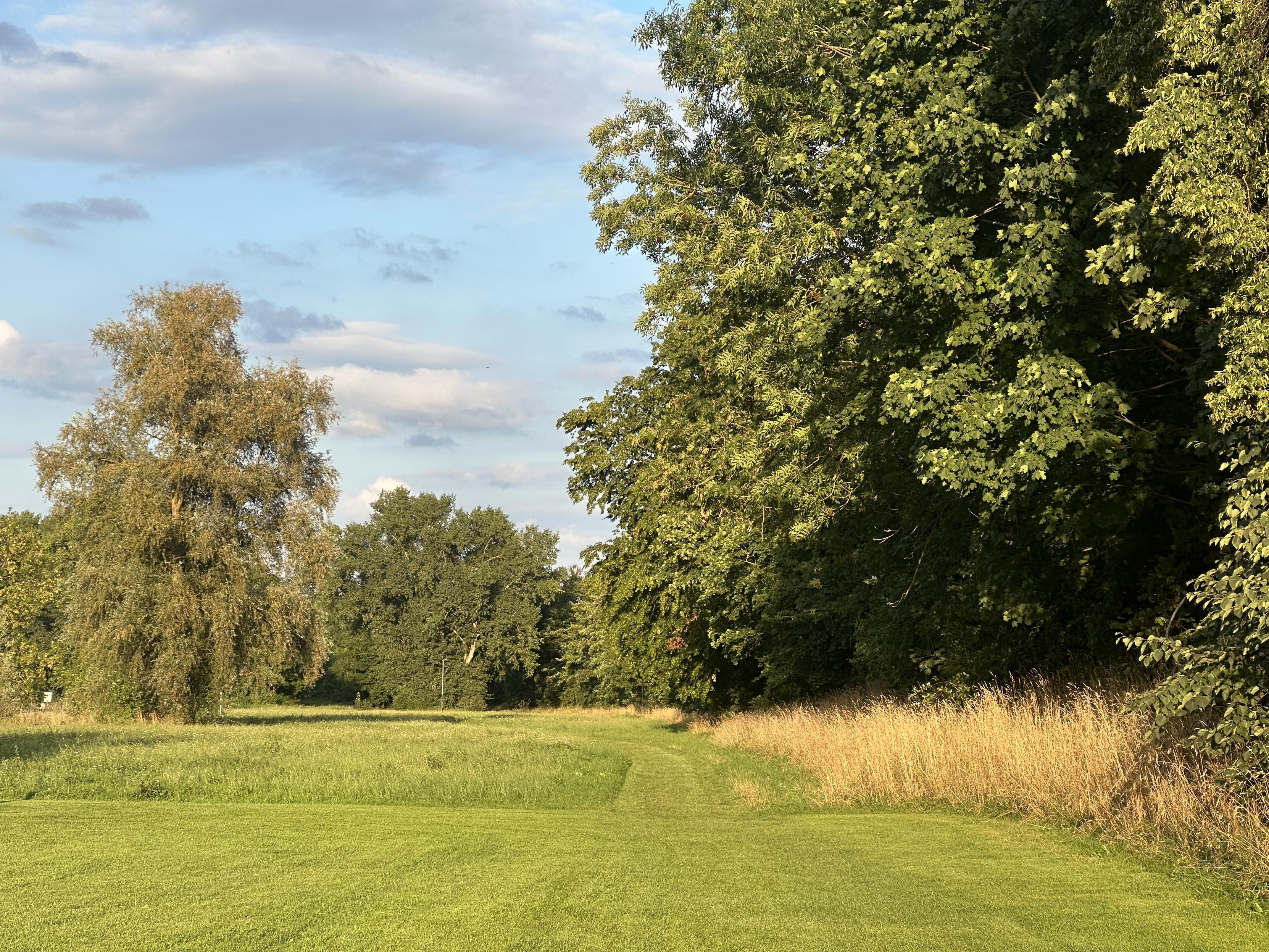 Golden evening light spills across a quiet green meadow, bordered by tall grasses. A line of trees stands tall on the right, their leaves catching the last warmth of the day, while the sky above is painted with soft clouds drifting slowly by.