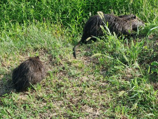 2 Tiere