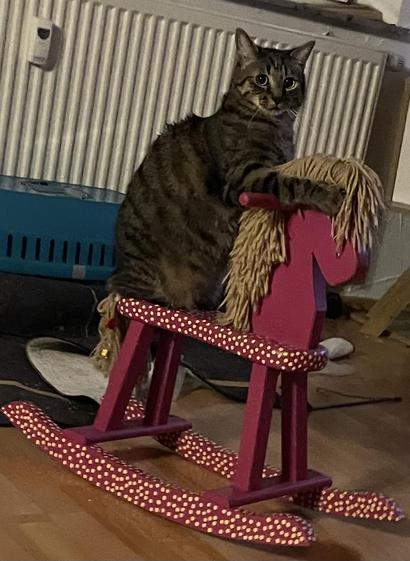 Ein Kater (Legolas) auf einem rosanen Schaukelpferd mit gelben Punkten
