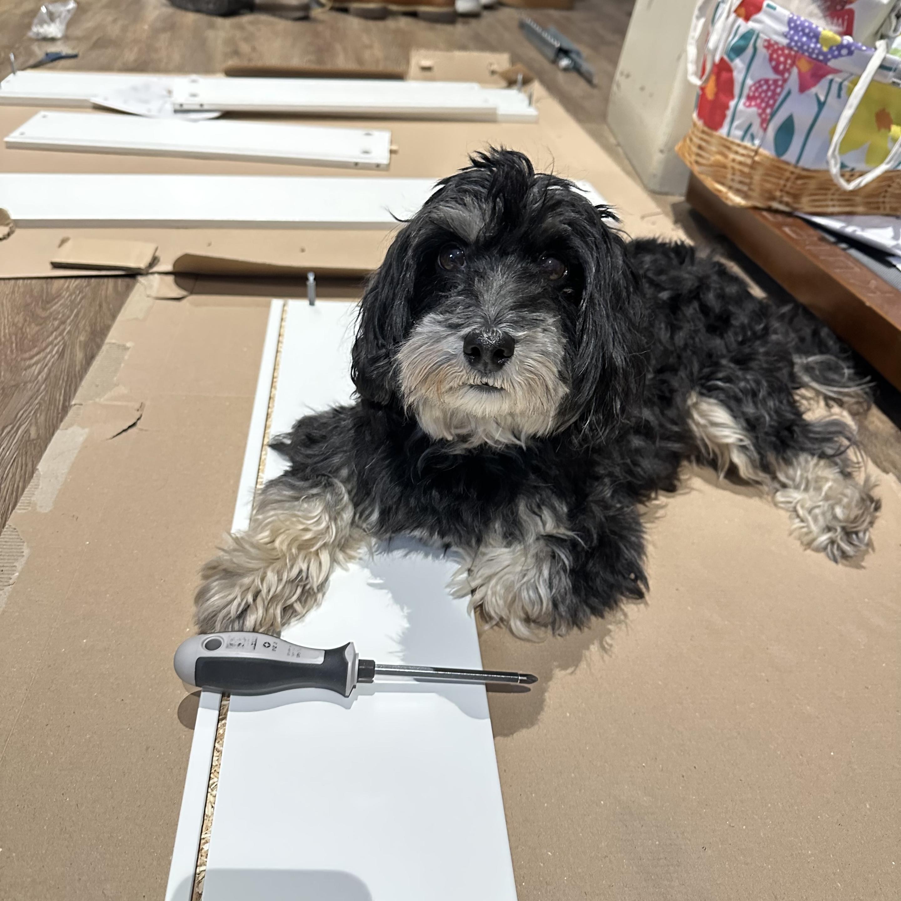 Chico der Maltipoo hilfe beim Aufbauen von IKEA-Sachen. Auf dem Boden Pappe und Schubladenbretter und Chico liegt mit einem Schraubendreher (den er sich selbst geholt hat!) mittten im Bild.