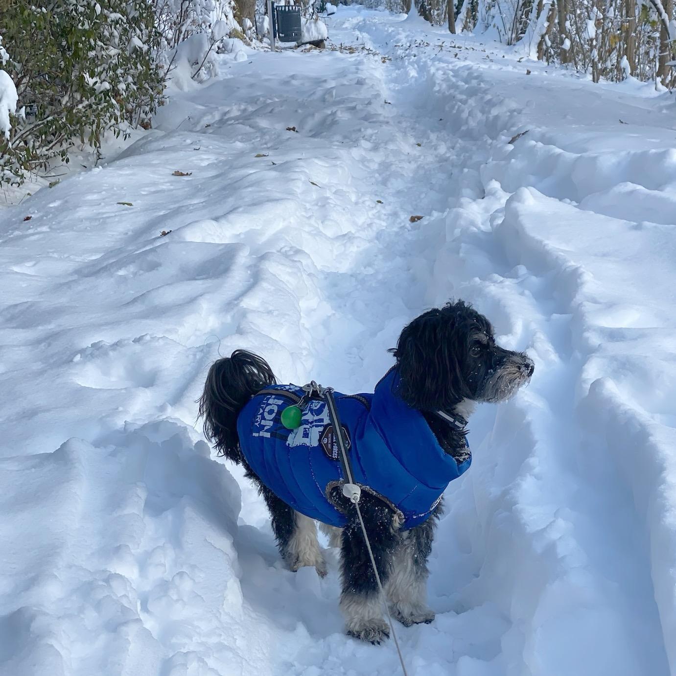 Chico il Maltipoo con giacca blu in una giornata di neve, in mezzo alla natura con alberi e un sentiero innevato. (Dicembre 2023)