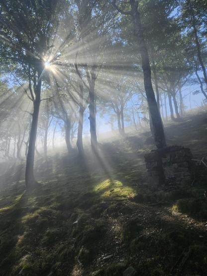 God Rays im Wald