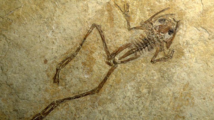 Grenouille fossile de l'Oligocène