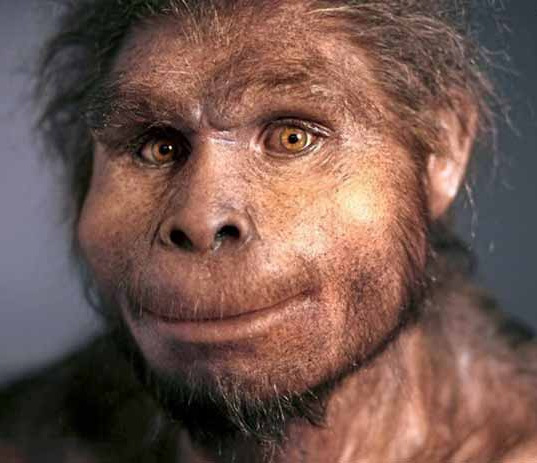 Reconstitution d'Homo Erectus