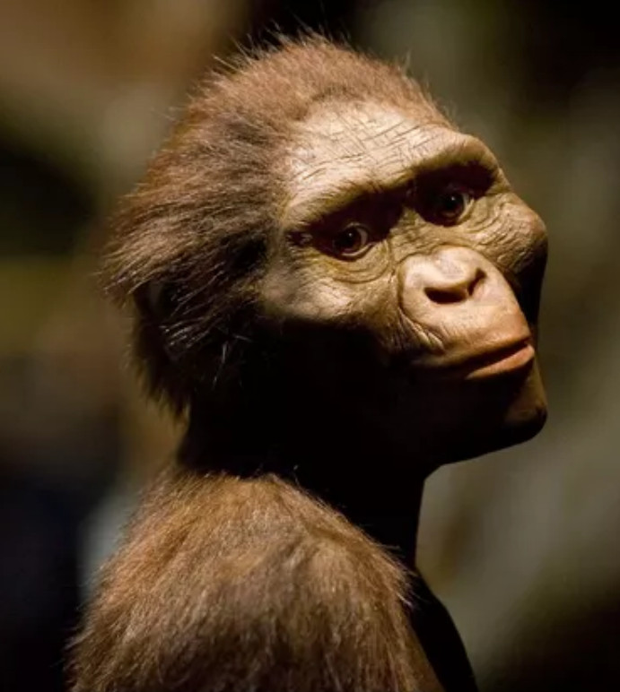 Une représentation de l'hominidé Australopithecus afarensis