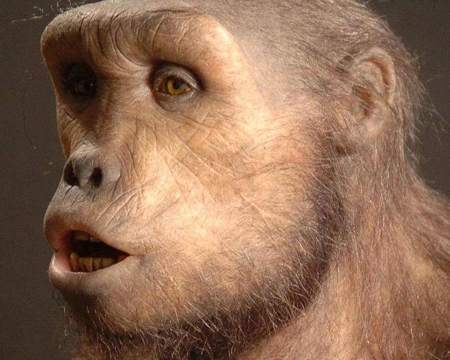 Reconstitution du crâne de Tournai