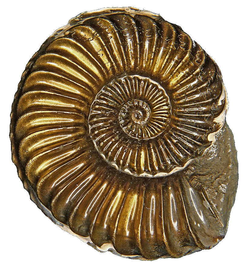 Ammonite, Jurassique inférieur