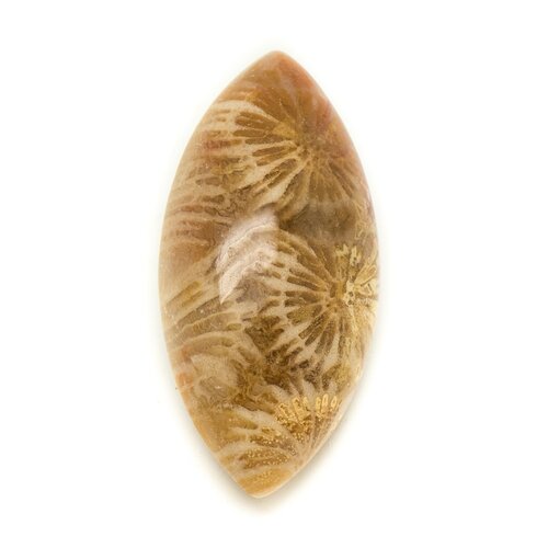 N15 - cabochon de pierre - corail fossile marquise 30x14mm - 8741140006539