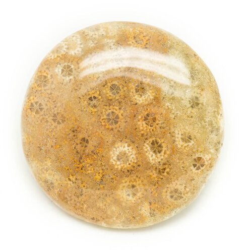 N12 - cabochon de pierre - corail fossile rond 37mm - 8741140006508