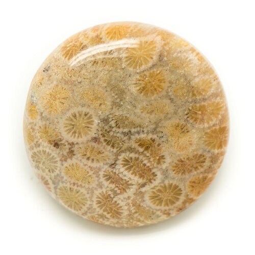 N8 - cabochon de pierre - corail fossile rond 31mm - 8741140006461