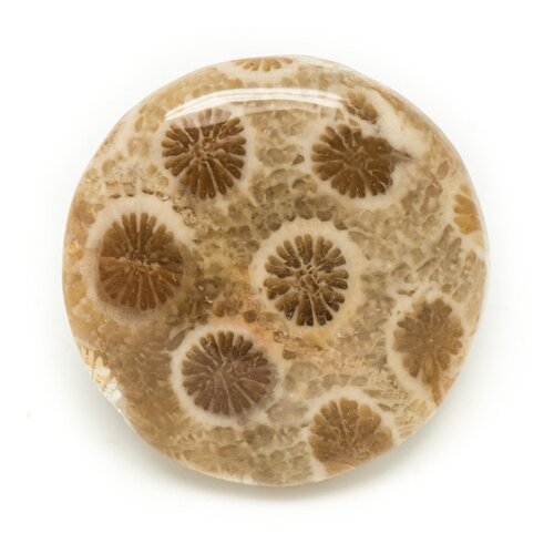N4 - cabochon de pierre - corail fossile rond 26mm - 8741140006423