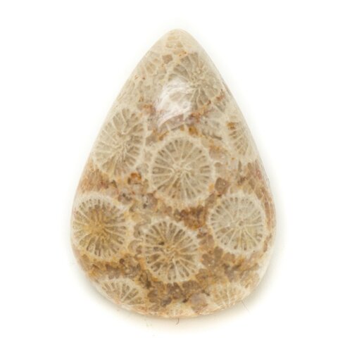 N33 - cabochon de pierre - corail fossile goutte 24x17mm - 8741140006713