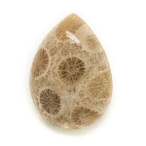 N28 - cabochon de pierre - corail fossile goutte 21x16mm - 8741140006669