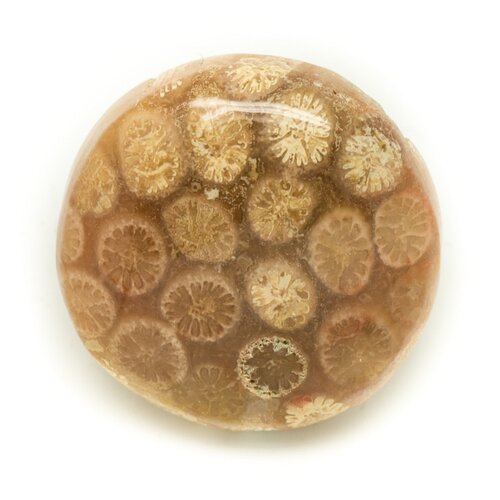 N3 - cabochon de pierre - corail fossile rond 23mm - 8741140006416