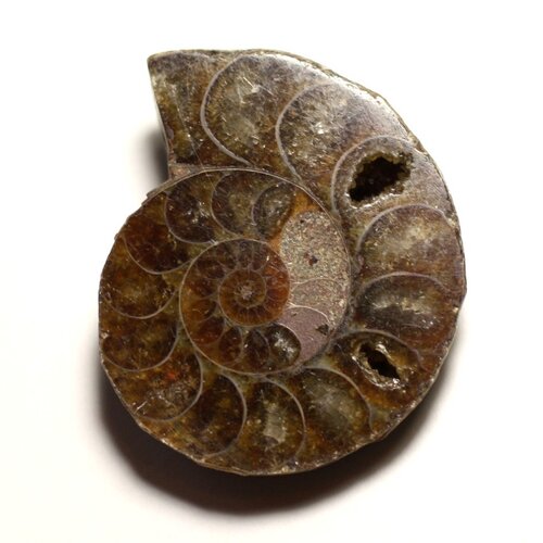 N13 - pendentif pierre fossile - ammonite ammonoidea 37mm - 8741140016538