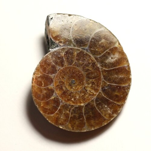 N12 - pendentif pierre fossile - ammonite ammonoidea 35mm - 8741140016521