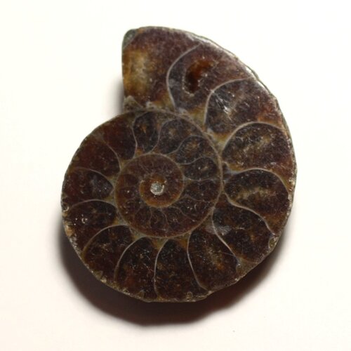 N11 - pendentif pierre fossile - ammonite ammonoidea 35mm - 8741140016514
