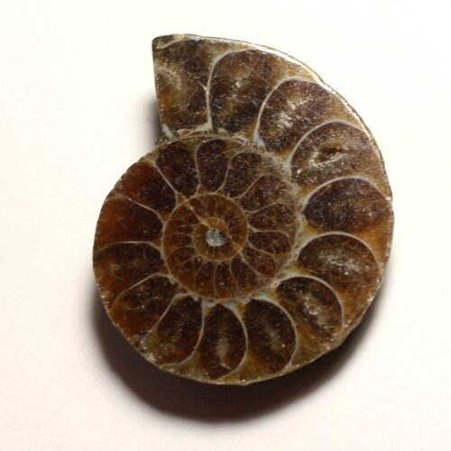 N9 - pendentif pierre fossile - ammonite ammonoidea 35mm - 8741140016491