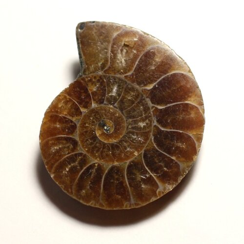 N4 - pendentif pierre fossile - ammonite ammonoidea 34mm - 8741140016446
