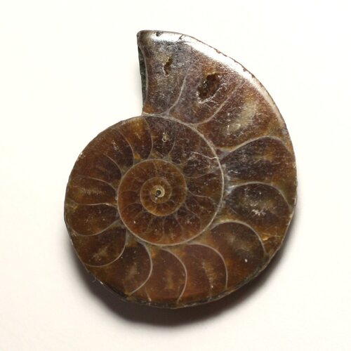 N3 - pendentif pierre fossile - ammonite ammonoidea 32mm - 8741140016439