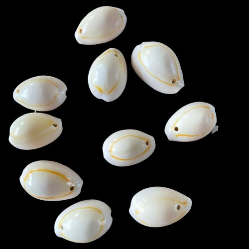 Cauris coquillage beige,percé,lot de 10