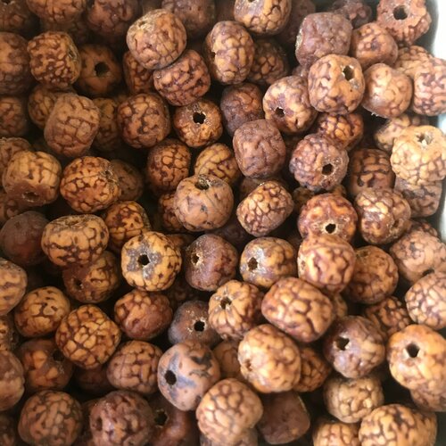 Graine népal vieux rudraksha bodhi ,lotus bodhi prayer mala beads,10mm ,lot de 10 perles