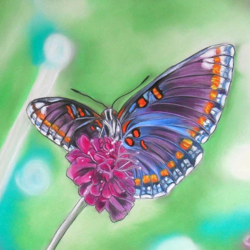 Dessin 24x30 Cm Papillon Aux Pastels Secs Un Grand Marché