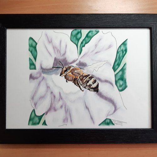Pollinisation