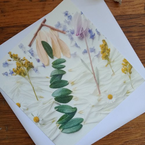 "carte paysage-pétales 1" anniversaire, mariage, photo nature, fleur, carte art, carte crémaillère, arts graphiques photo