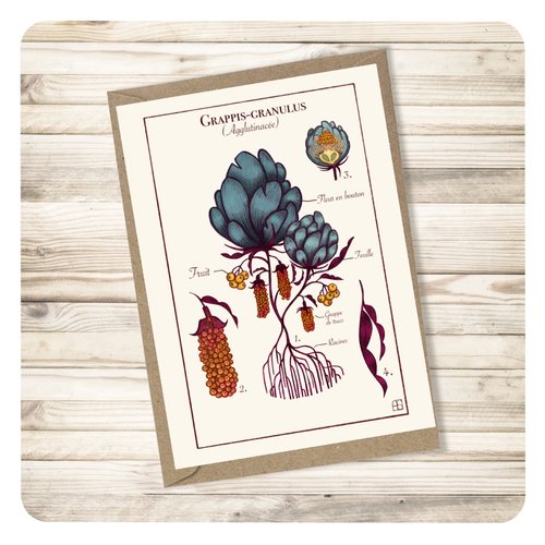 Carte postale "grappis granulus" et son enveloppe