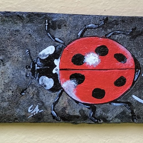 Coccinelle bienvenue coccinelle