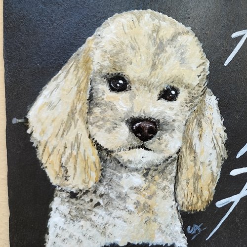 Plaque attention au chien ardoise caniche bichon