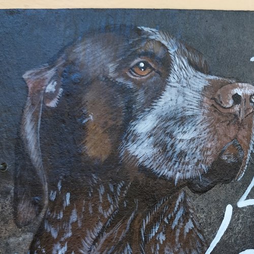 Attention au chien bleu de gascogne