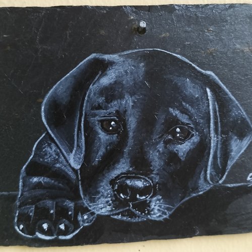 Labrador noir peinture animalière